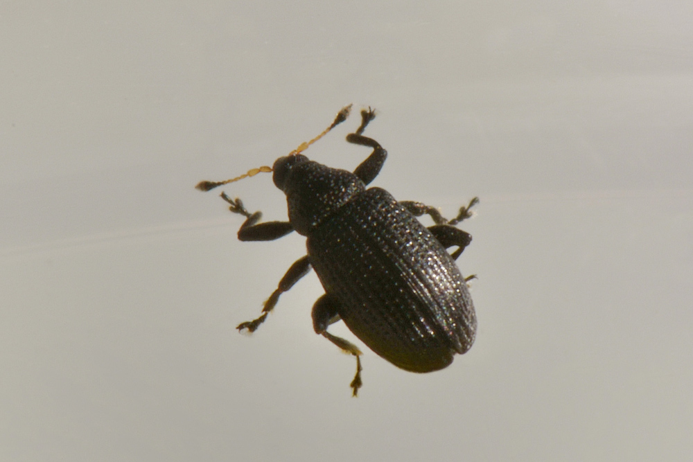 Curculionidae: Rhamphus pulicarius ? S !